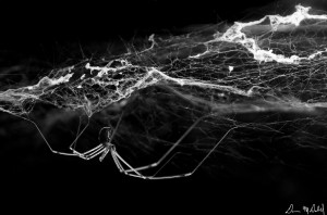 Spider (B&W) A spider in its web (black and white).