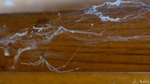 Spider (Colour) A spider in its web.