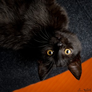 Eva Upside Down Eva Upside Down