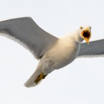 Seagull