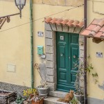 Cat in Poggio