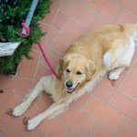 Lapo