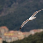 Seagull